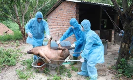 Khánh Hòa tiêu hủy hàng chục tấn lợn gà và khoanh vùng dập dịch kép