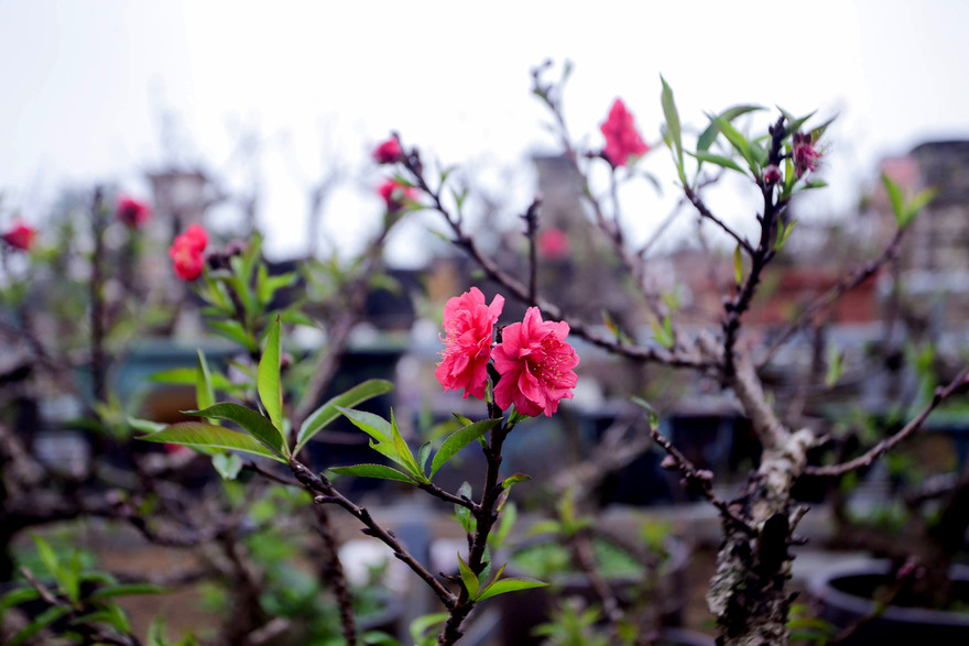 Thời tiết thất thường, đào Thất Thốn vào buồng điều hoà chờ Tết