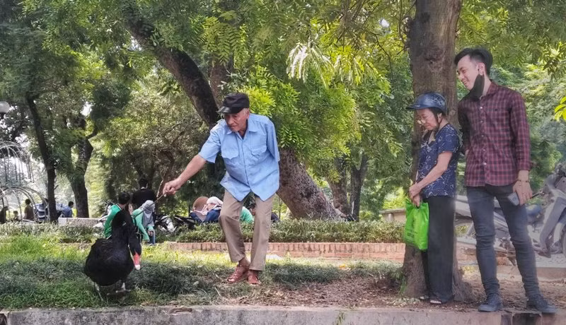 Du khách có thể lại rất gần, chạm vào thiên nga