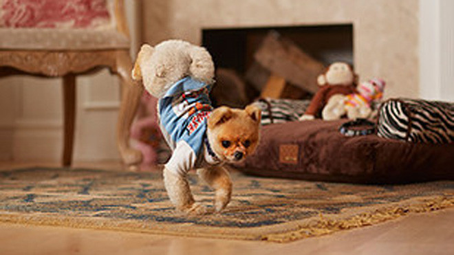 Chó chạy bằng hai chân nhanh nhất thế giới