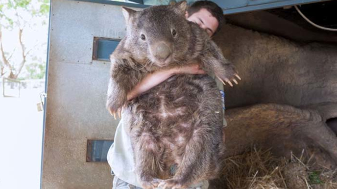 Gấu túi 29 tuổi, già nhất thế giới 