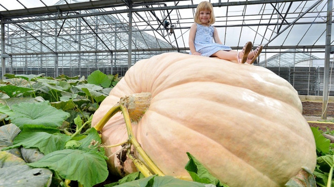 Quả bí ngô khổng lồ, nặng gần 1 tấn
