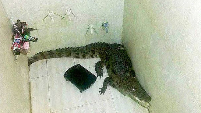 Giật mình phát hiện cá sấu mét rưỡi trong phòng tắm