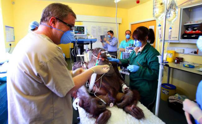 Phẫu thuật xoang cho... đười ươi