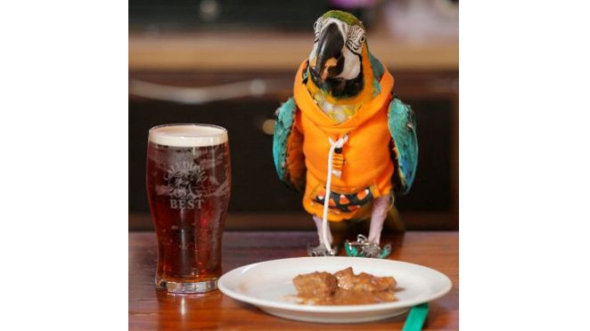 Vẹt thông minh, thích uống bia và nghe nhạc rock