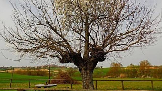 Độc đáo "cây mọc trên cây" tuyệt đẹp