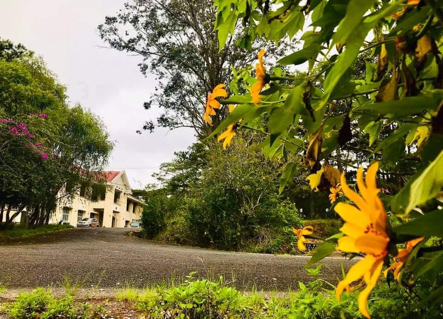 Vẻ đẹp ‘quyến rũ’ của Đà Lạt đầu Đông bên giảng đường