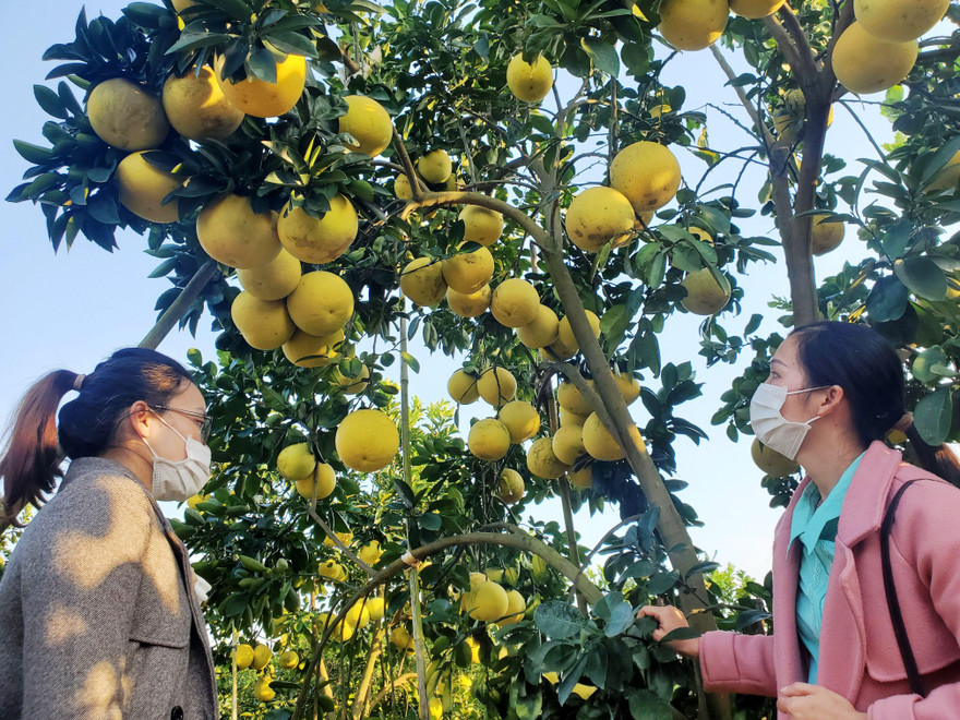 Khách thăm vườn bưởi của gia đình ông Trần Đình Én ở thôn Tân Trường, xã Thanh Hải, huyện Lục Ngạn