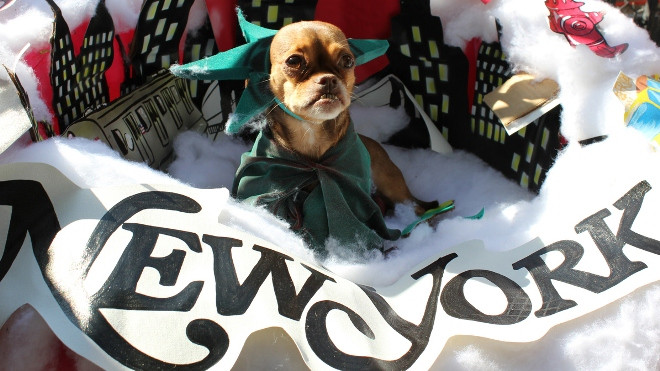 Cún cưng nô nức tham gia lễ hội Halloween