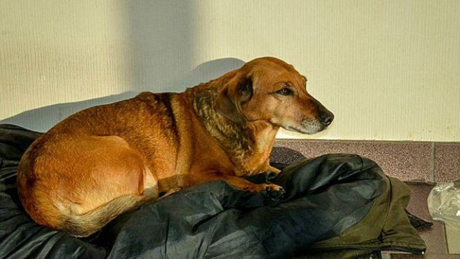 Chủ mất cả năm, chó trung thành vẫn vào viện thăm