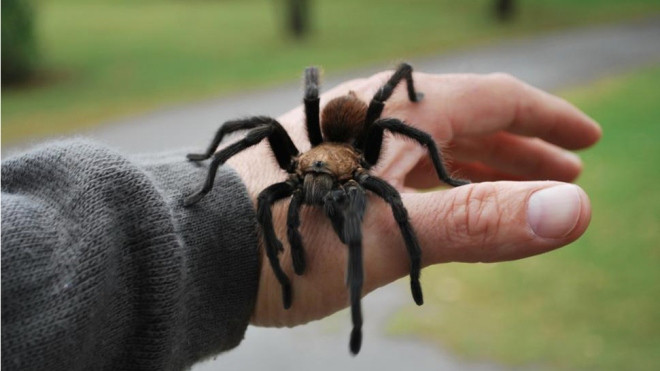 Phẫu thuật não vô tình chữa hết chứng sợ nhện