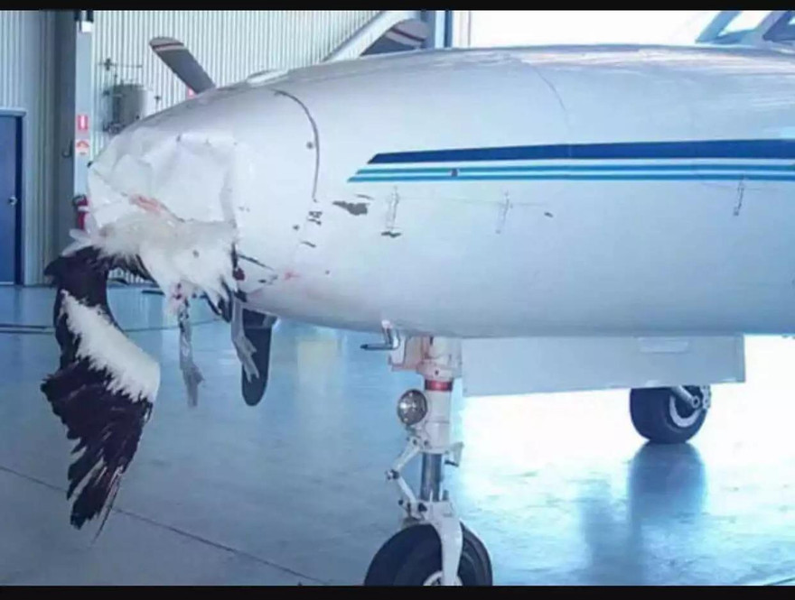 Với tốc độ cao của máy bay, chim là mối đe dọa nguy hiểm (ảnh minh họa) 