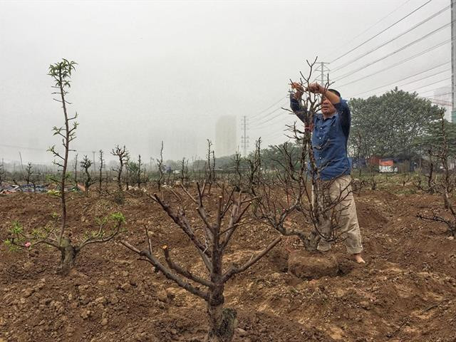 Ông Nguyễn Văn Minh (Từ Liêm - Hà Nội) tất bật trồng lại những gốc đào, chuẩn bị cho Tết năm sau.
