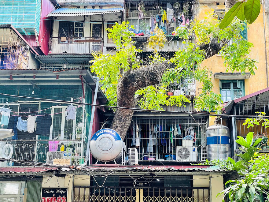Kỳ lạ cây mọc 'xuyên thủng' nhiều căn nhà trong khu tập thể 60 tuổi ở Hà Nội