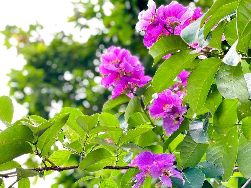 Bằng lăng tím rợp trời Hà Nội