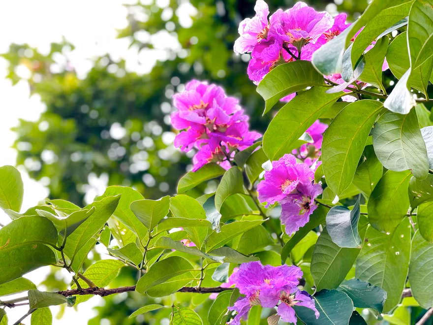 Bằng lăng tím rợp trời Hà Nội