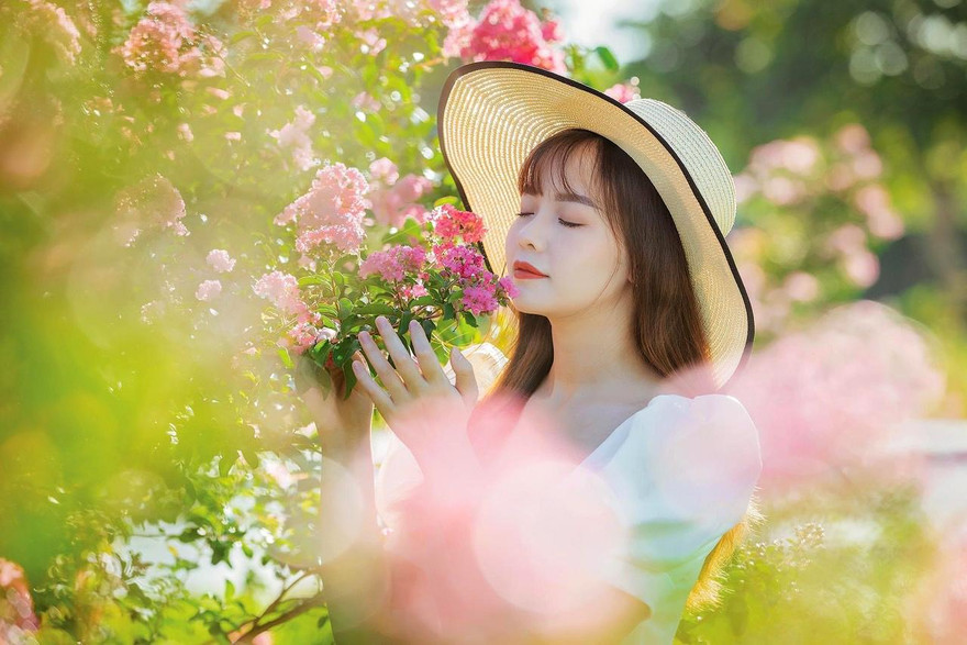 Khám phá con đường hoa tường vy khoe sắc đẹp như mơ giữa lòng Hà Nội
