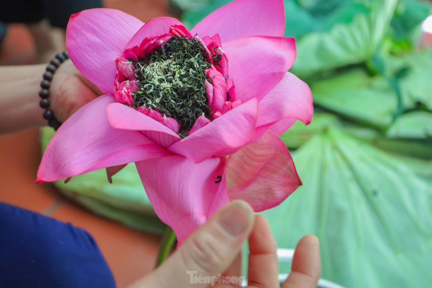 Nhìn gần quy trình ướp trà sen đắt nhất Việt Nam