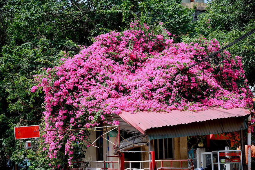 Hà Nội lãng mạn với mùa hoa giấy khoe sắc