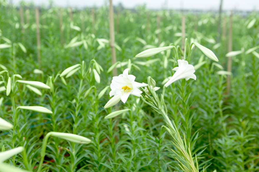 Mênh mông cánh đồng hoa loa kèn đang vào chính vụ ở Hà Nội