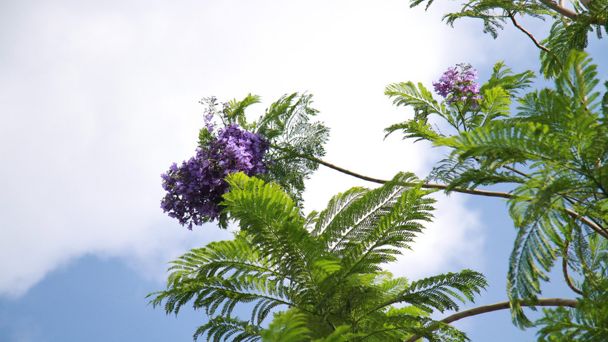 Ngỡ ngàng những hàng phượng tím khoe sắc ở Hà Nội