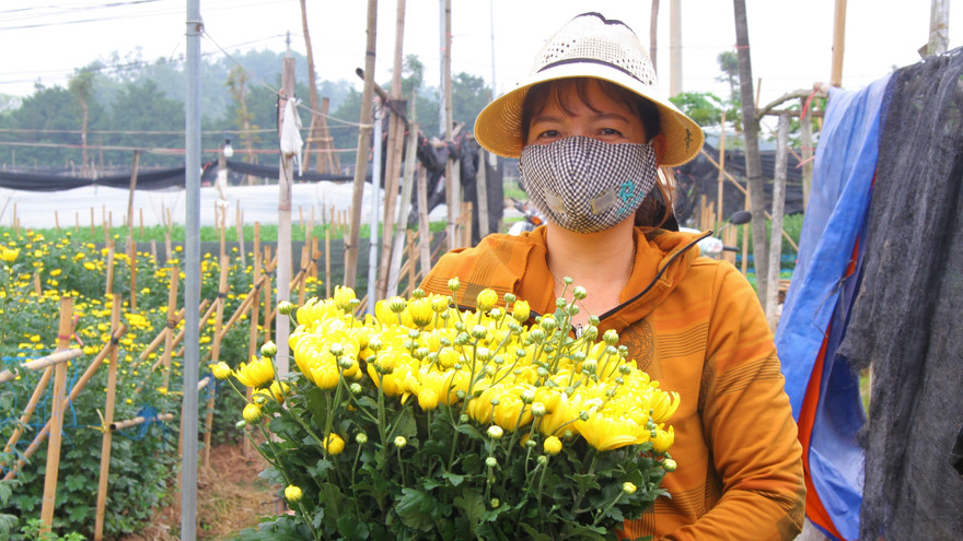 Người dân làng Tây Tựu phấn khởi vì giá hoa 'hồi sinh'