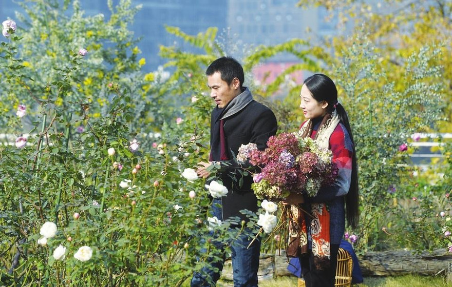 Vườn hồng trên trời không cần đất lớn nhất