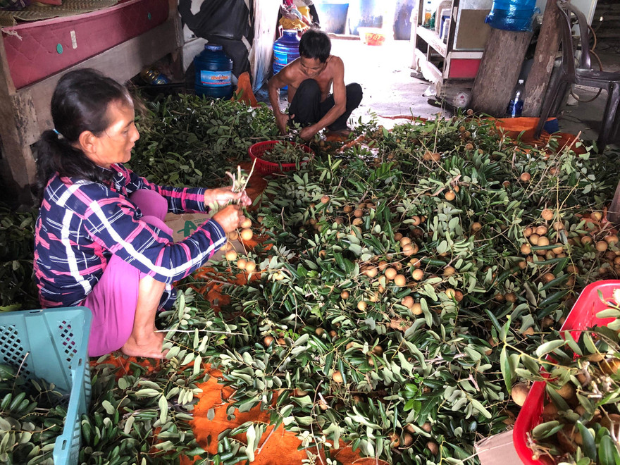 Người dân huyện Xuyên Mộc, tỉnh Bà Rịa-Vũng Tàu lao đao vì nhẫn xuồng cơm vàng chín rụng đầy vườn, thương lái không đến mua.