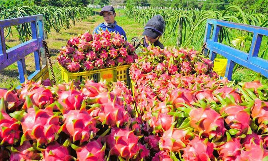 Bình Thuận nói gì về thông tin Trung Quốc phát hiện SARS-CoV-2 trên bao bì thanh long?