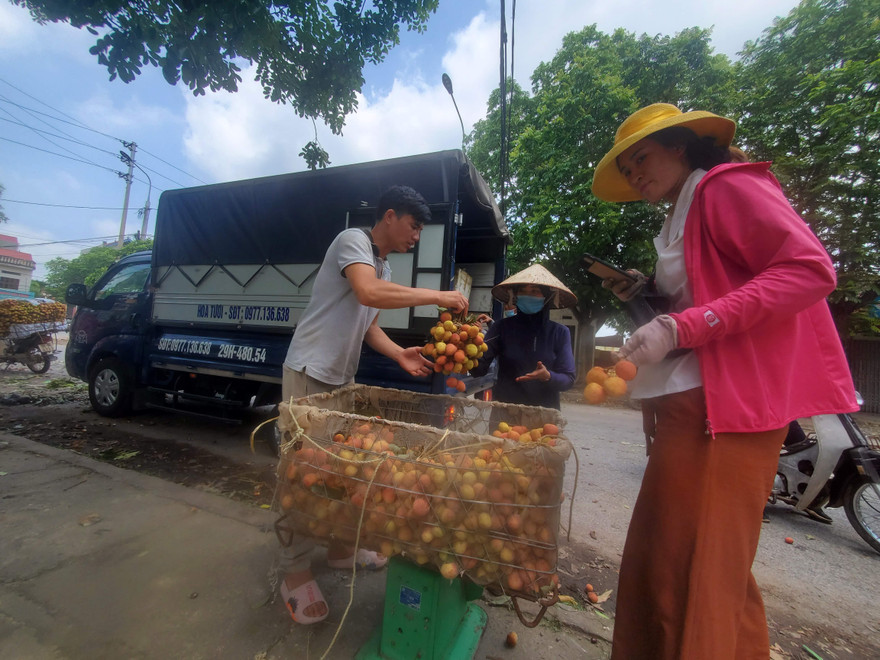 Xe vận chuyển vải thiều đi tiêu thụ sẽ không bị dừng kiểm tra