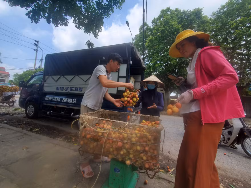 Xe vận chuyển vải thiều đi tiêu thụ sẽ không bị dừng kiểm tra