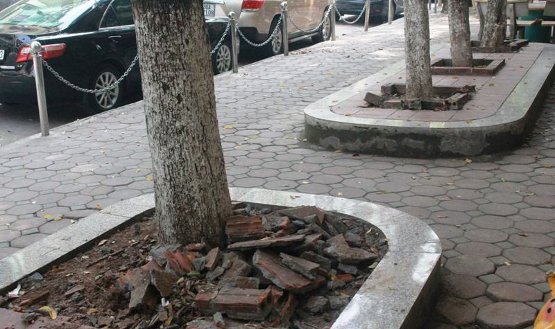 Một trong 3 gốc cây sưa đang bị đào nửa chừng bị người dân ngăn chặn