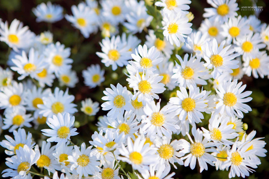 Điểm danh những vườn hoa cúc họa mi nổi tiếng ở Thủ đô