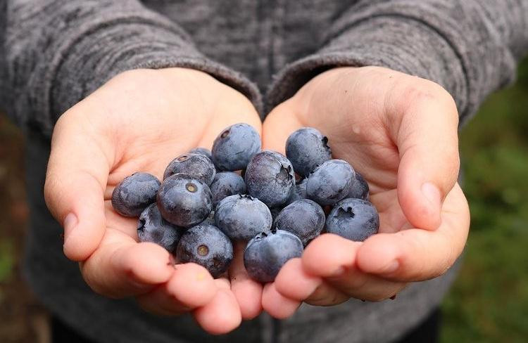 Việt quất từ ​​lâu đã được ca ngợi là một loại siêu trái cây nhờ giá trị dinh dưỡng cao.