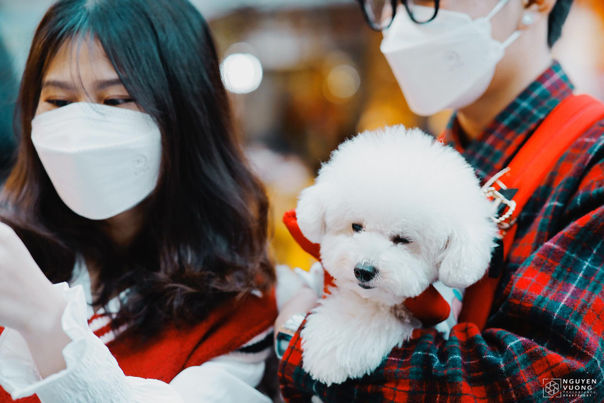 Phố Hàng Mã rực rỡ sắc màu Noel