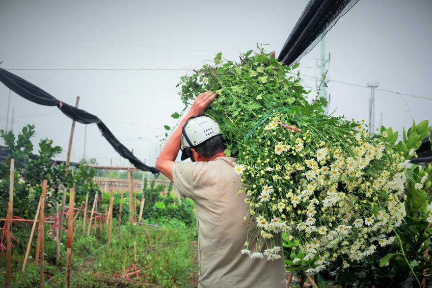 Làng Tây Tựu bận rộn, giá hoa tăng cao cận ngày 20/11