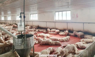 Ông Quê thu tiền tỷ từ con lợn dịp Tết. Ảnh: Nguyễn Thắng