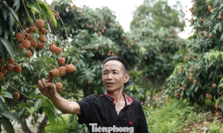 Cây vải thiều giúp nhiều người dân xã Phúc Hòa thoát nghèo bền vững, làm giàu.