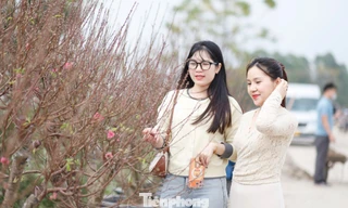 Khách hàng đến mua đào ở làng Cẩm Hoàng.