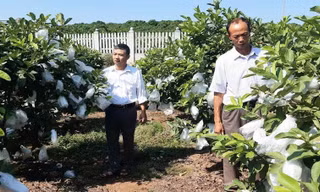 Tiểu dự án còn hỗ trợ người trồng ổi ở xã Phúc Hòa.