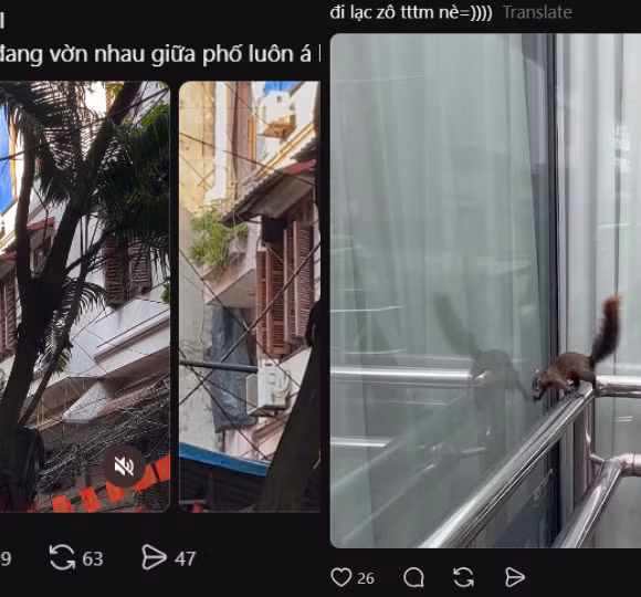 Tại sao người dân Hà Nội liên tục gặp sóc "chạy rào" Hồ Tây, vờn nhau trên phố?