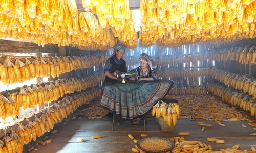 Chuyện chàng thanh niên A Súa thoát nghèo ở Mù Cang Chải