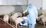 200 con lợn 'lăn đùng' ra chết, ghi nhận ổ dịch tả lợn Châu Phi đầu tiên ở Huế