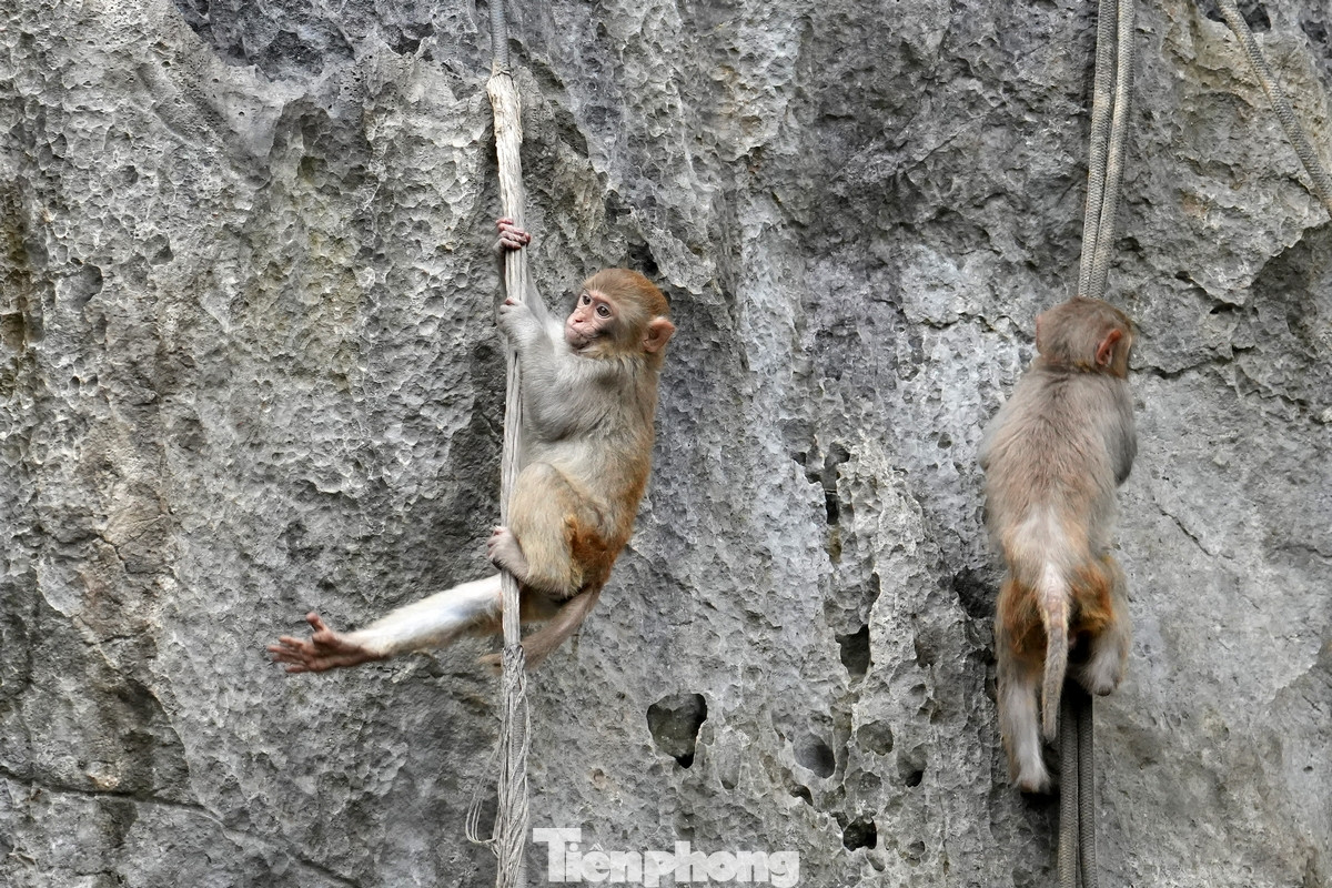 Khỉ vàng thu hút sự chú ý của du khách ở hang Luồn trên vịnh Hạ Long. Khỉ vàng thu hút sự chú ý của du khách ở hang Luồn trên vịnh Hạ Long.