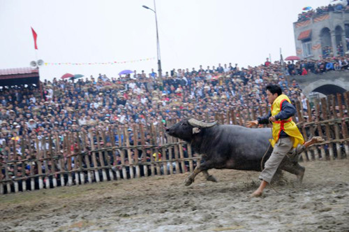 Cáng hầu, cáng chân cũng là đòn mà trâu khôn ngoan hay sử dụng