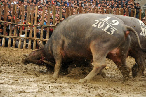 Hai trâu số 10 và 17 xứng đáng nhất bước vào chung kết