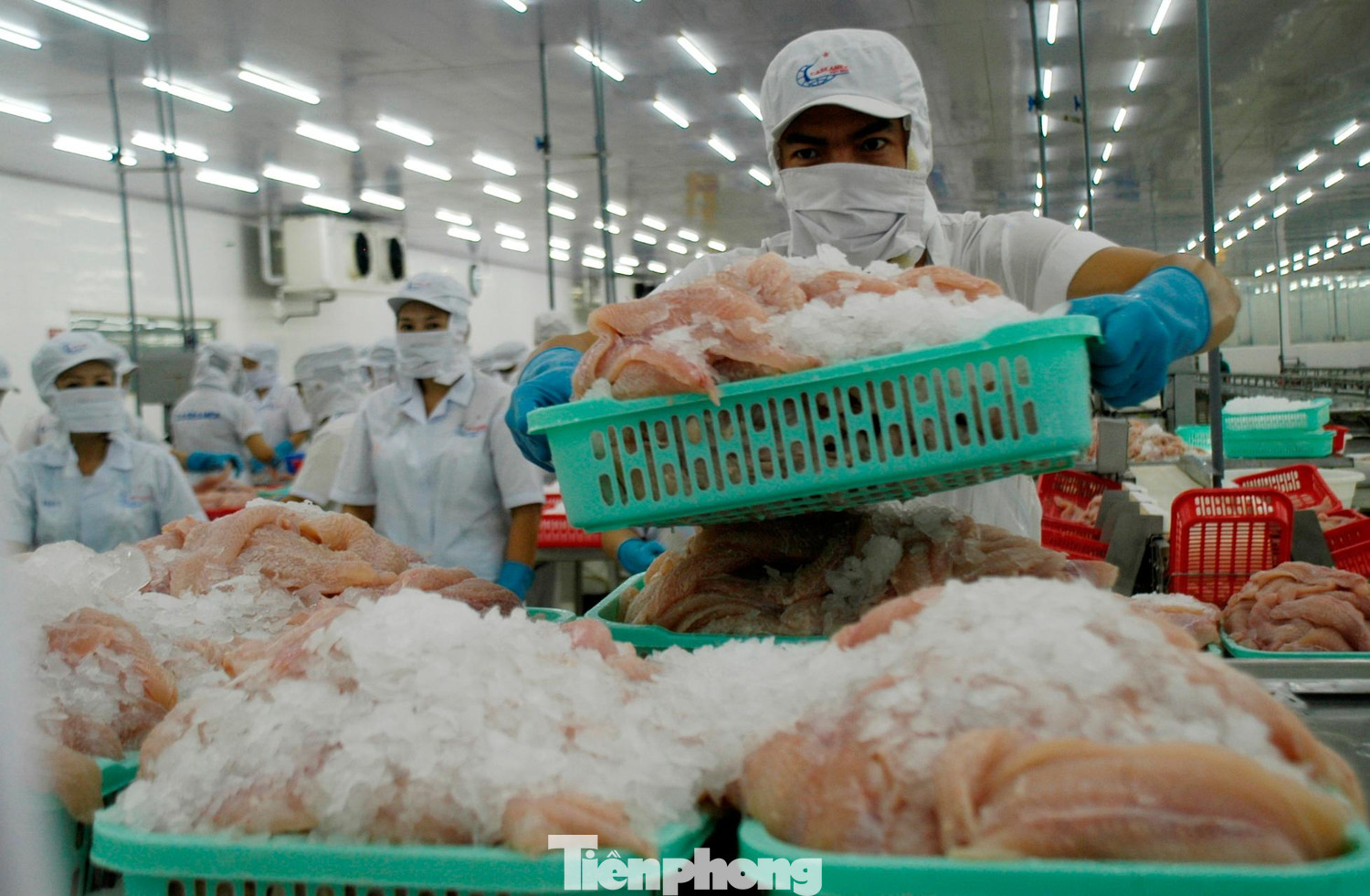 Một số doanh nghiệp thủy sản tạm dừng xuất khẩu Trung Đông