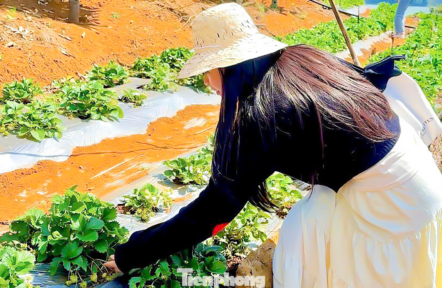 Chị Trịnh Y Hồng (26 tuổi, Quy Nhơn), vừa có chuyến dẫn tour khách du lịch đến trải nghiệm chia sẻ rất thích thú khi lần đầu tiên được trải nghiệm hái dâu, đặc biệt hơn hết là ngay tại Bình Định. "Lâu nay cũng nghĩ muốn hái dâu phải lên tận Đà Lạt, còn giờ đây được tận tay hái và thưởng thức những quả dâu tươi, ngọt ngay tại vườn ở Bình Định, một cảm giác rất là tuyệt vời", chị Hồng chia sẻ. Chị Trịnh Y Hồng (26 tuổi, Quy Nhơn), vừa có chuyến dẫn tour khách du lịch đến trải nghiệm chia sẻ rất thích thú khi lần đầu tiên được trải nghiệm hái dâu, đặc biệt hơn hết là ngay tại Bình Định. "Lâu nay cũng nghĩ muốn hái dâu phải lên tận Đà Lạt, còn giờ đây được tận tay hái và thưởng thức những quả dâu tươi, ngọt ngay tại vườn ở Bình Định, một cảm giác rất là tuyệt vời", chị Hồng chia sẻ.