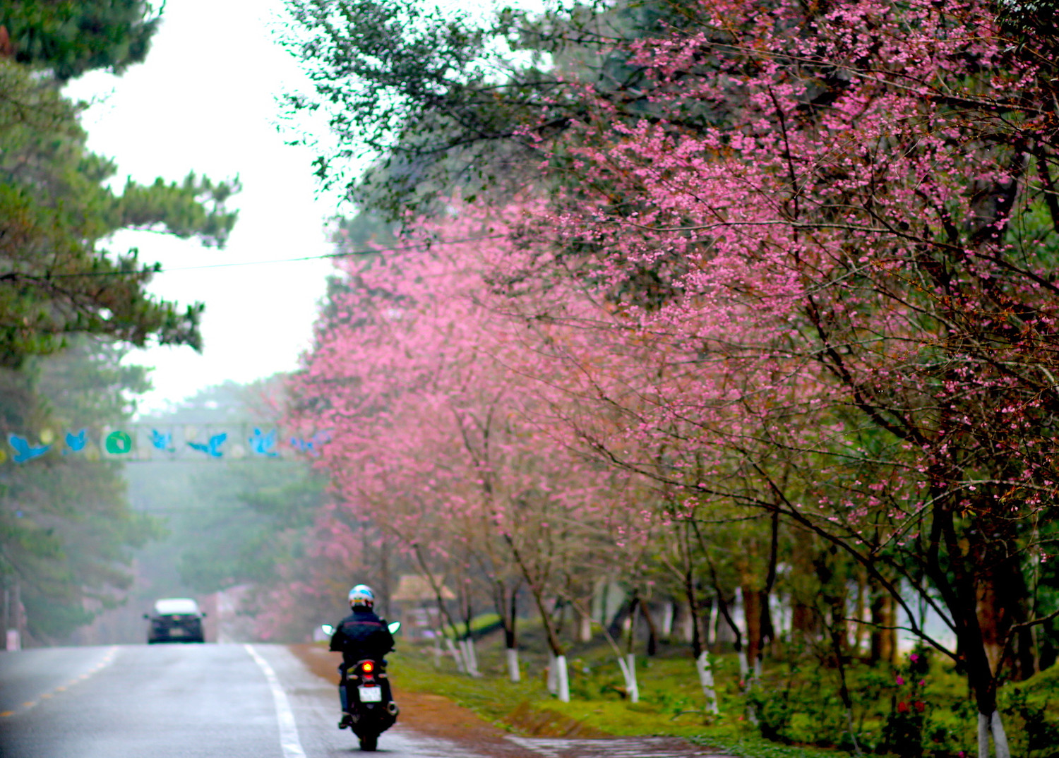 Những ngày giữa tháng Chạp âm lịch (giữa tháng 1/2025), hoa mai anh đào ở thị trấn Măng đang bắt đầu nở rộ. Những ngày giữa tháng Chạp âm lịch (giữa tháng 1/2025), hoa mai anh đào ở thị trấn Măng đang bắt đầu nở rộ.