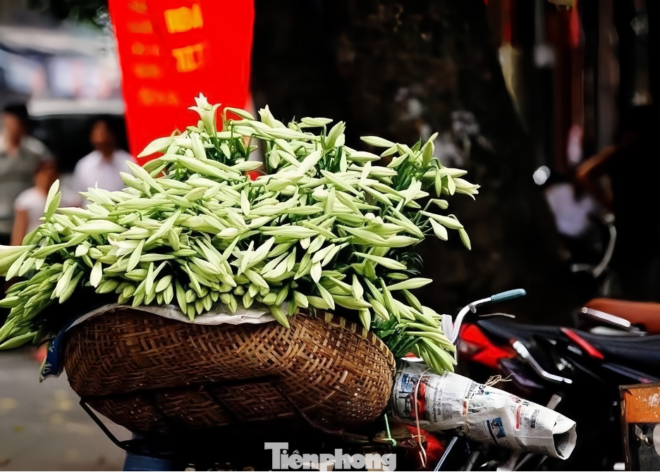 Với người Hà Nội, hoa loa kèn còn được xem như dấu hiệu "gọi hè" về. Mỗi bông hoa là một nốt trầm dịu dàng giữa cuộc sống vội vã, mang đến cảm giác bình yên. Với người Hà Nội, hoa loa kèn còn được xem như dấu hiệu "gọi hè" về. Mỗi bông hoa là một nốt trầm dịu dàng giữa cuộc sống vội vã, mang đến cảm giác bình yên.